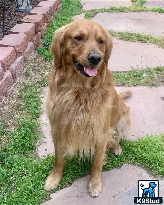 Golden Retriever stud dog